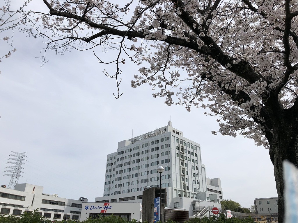 愛知医科大学と桜