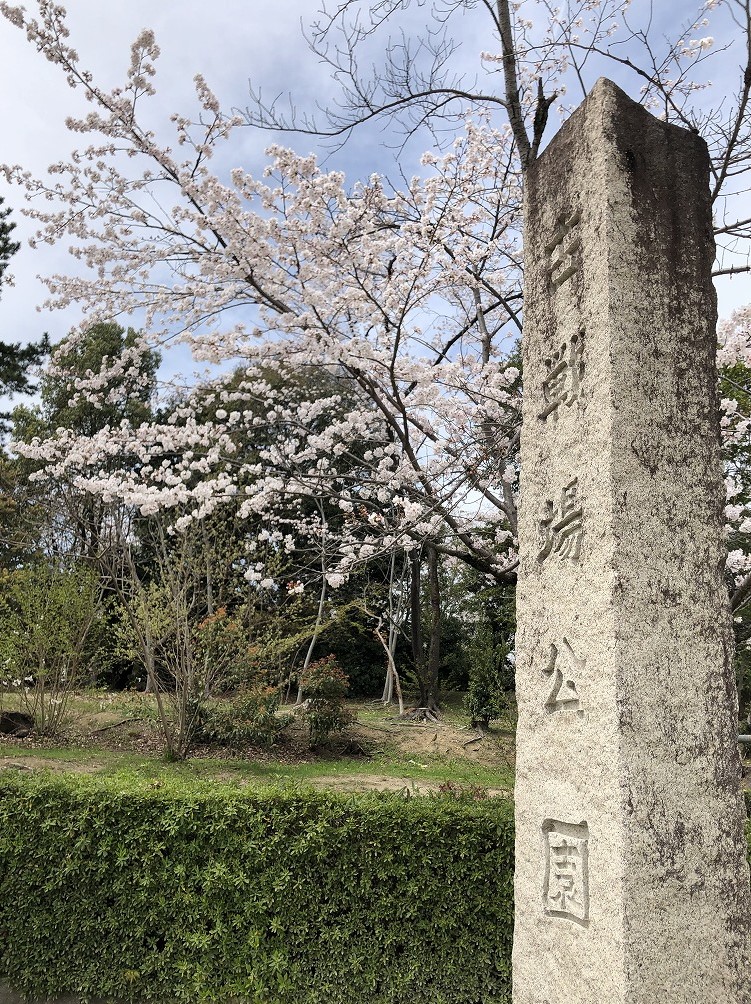 古戦場公園と桜