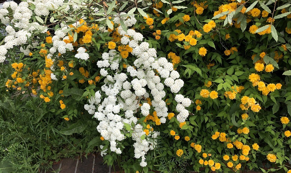 香流川側道の花