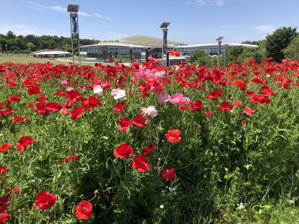 公園内の花々